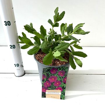 Cistus x pulverulentus