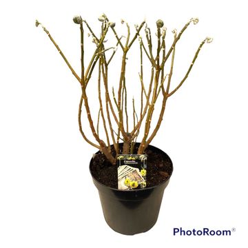 Edgeworthia chrysantha 'Grandiflora'