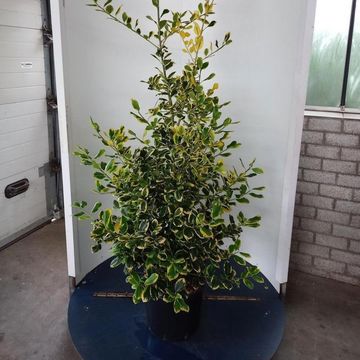 Ilex x altaclerensis 'Golden King'