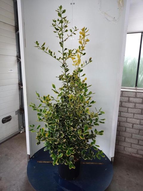 Ilex x altaclerensis 'Golden King'