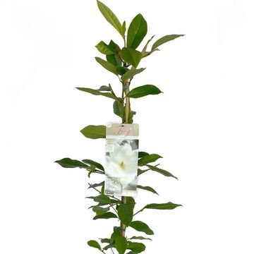 Magnolia FAIRY MAGNOLIA CREAM