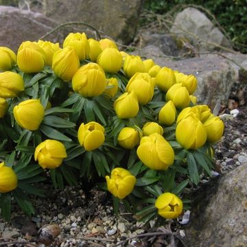 Eranthis hyemalis