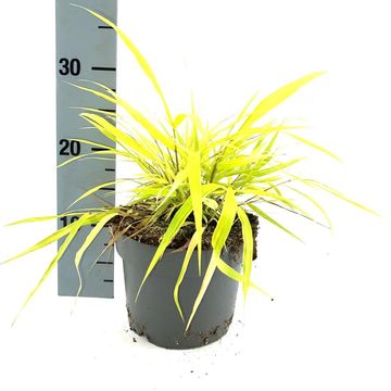 Hakonechloa macra 'All Gold'