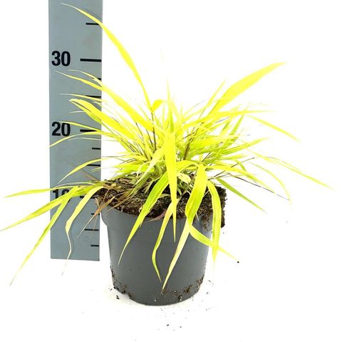 Hakonechloa macra 'All Gold'