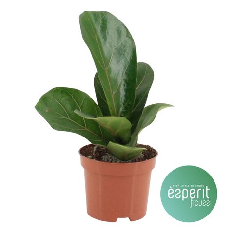 Ficus lyrata 'Bambino'