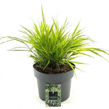 Hakonechloa macra