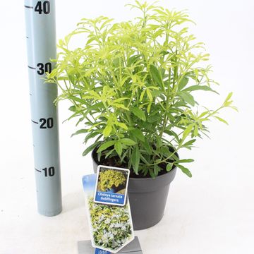 Choisya ternata GOLDFINGERS