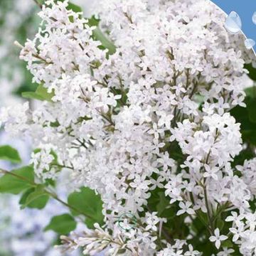 Syringa meyeri FLOWERFESTA WHITE