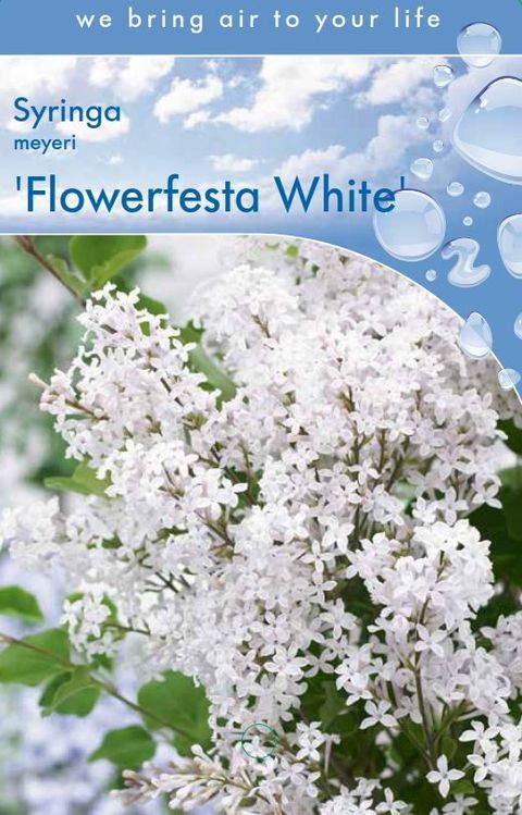 Syringa meyeri FLOWERFESTA WHITE