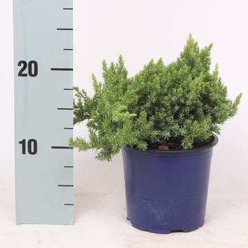 Juniperus procumbens 'Nana'