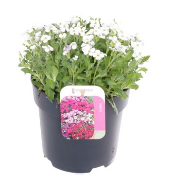 Aubrieta 'Little Gem'