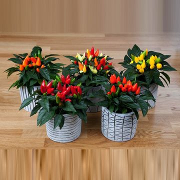 Capsicum annuum 'Salsa Red'