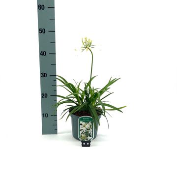 Agapanthus EVERPANTHUS EVER WHITE