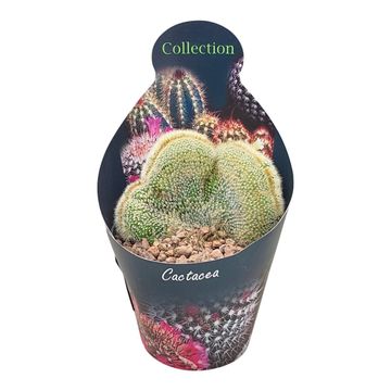 Notocactus leninghausii cristata