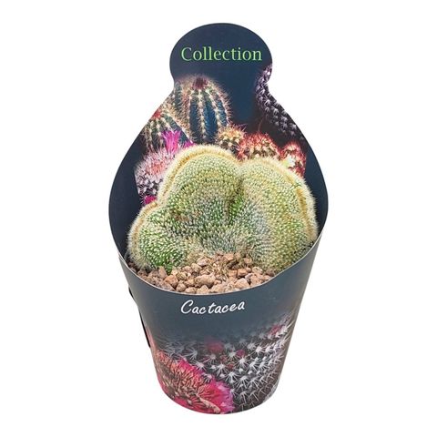 Notocactus leninghausii cristata