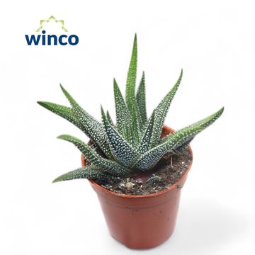 Haworthia fasciata 'Concolor'