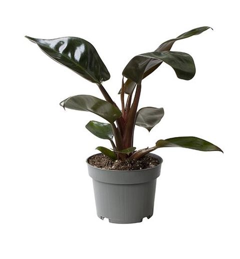 Philodendron 'Rojo Congo'