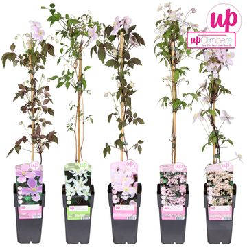 Clematis MONTANA MIX (M)