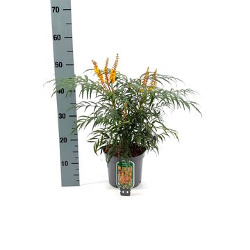 Mahonia VOLCANO
