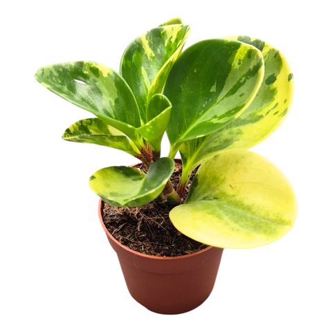 Peperomia obtusifolia 'Variegata'