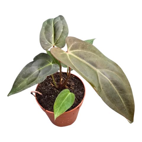 Anthurium DocBlock Anthurium Dark & Handsome® '9' X Dark & Handsome® '9'