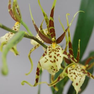 Brassia Eternal Wind 'Summer Dream'