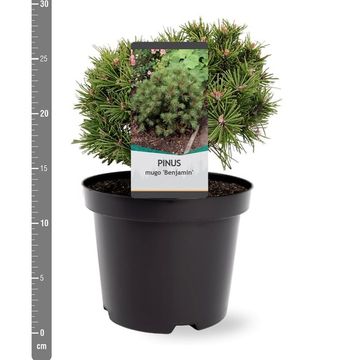 Pinus mugo 'Benjamin'