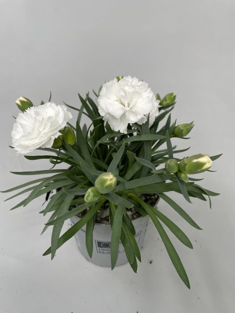 Dianthus SUPER TROUPER WHITNEY