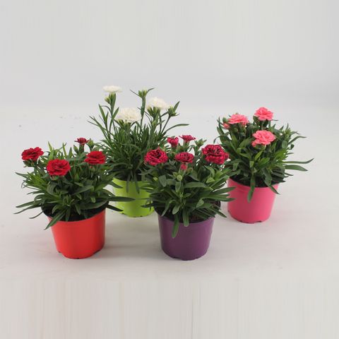 Dianthus MIX