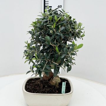 Olea europaea