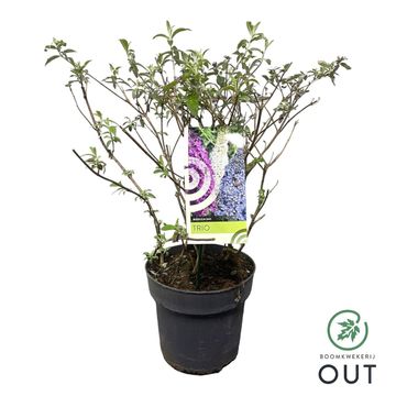 Buddleja davidii MIX IN POT