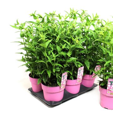 Penstemon hartwegii PHOENIX PINK