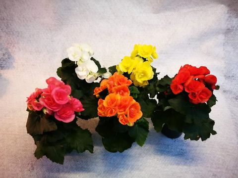 Begonia ELATIOR MIX