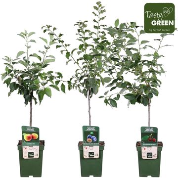 Fruit trees MIX