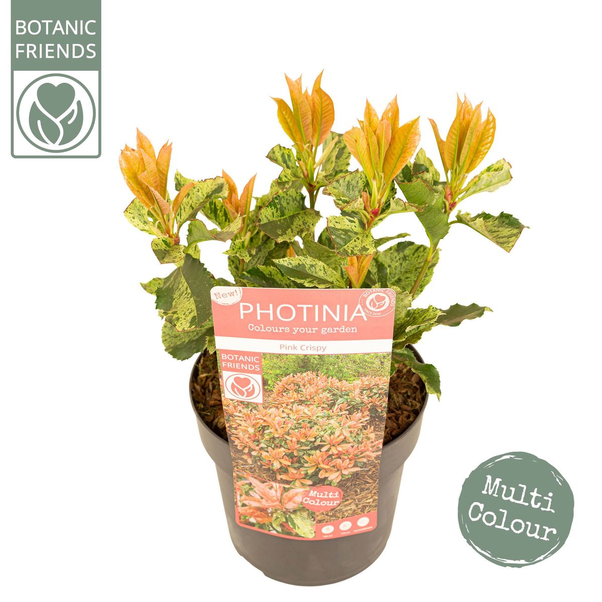 Photinia serratifolia PINK CRISPY  Pflanzengrohandel FlorAccess