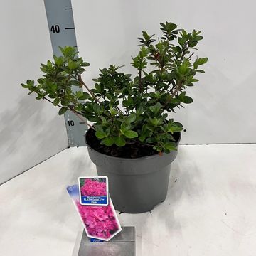 Rhododendron FLASH DANCE PINK (AJ)