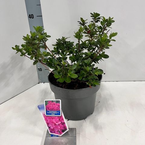 Rhododendron FLASH DANCE PINK (AJ)