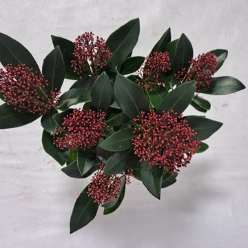 Skimmia japonica 'Rubella'