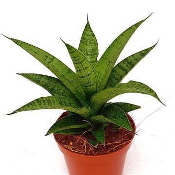 Sansevieria 'Tough Lady'