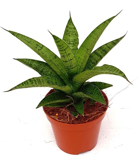 Sansevieria 'Tough Lady'