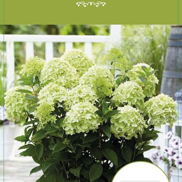 Hydrangea paniculata WHITELIGHT