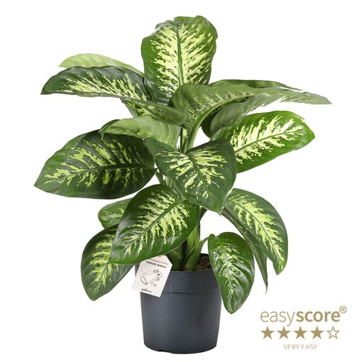 Dieffenbachia seguine 'Tropic Snow'