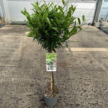 Prunus laurocerasus SOFIA