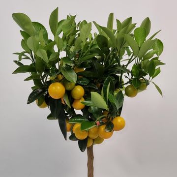 Citrus x microcarpa