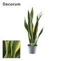 Sansevieria trifasciata 'Laurentii'