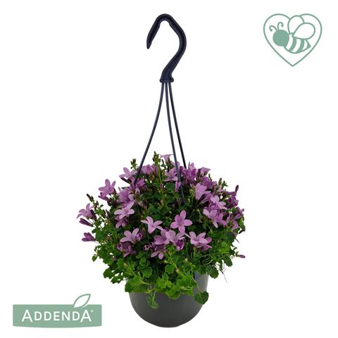 Campanula AMBELLA PINK