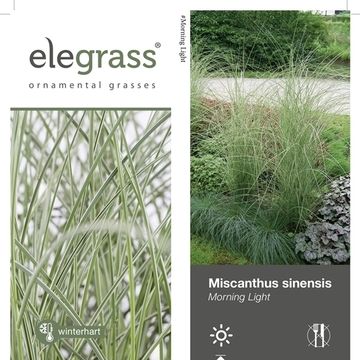 Miscanthus sinensis 'Morning Light'
