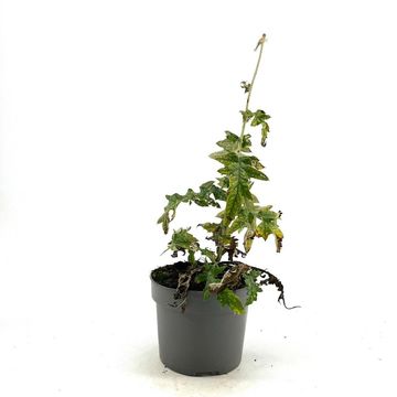 Echinops bannaticus 'Taplow Blue'