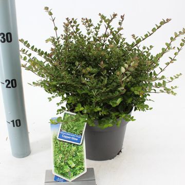 Lonicera nitida GARDEN CLOUDS COPPER GLOW