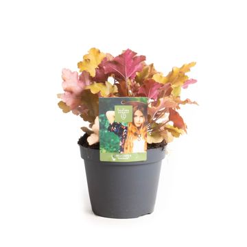 Heuchera INDIAN SUMMER ORANGE